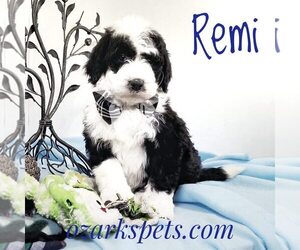 Sheepadoodle Puppy for sale in SEYMOUR, MO, USA