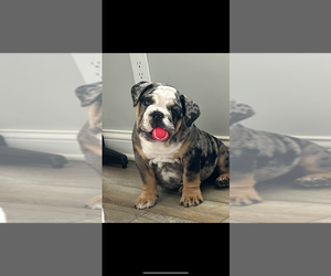 English Bulldog Puppy for sale in VALPARAISO, IN, USA
