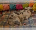 Small #11 Great Dane