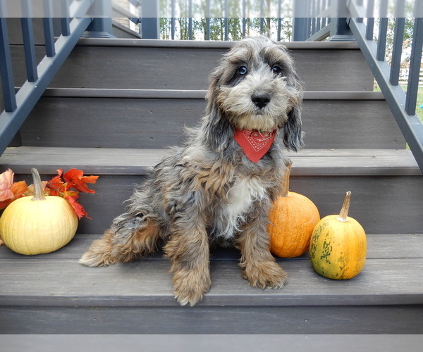 Medium Photo #5 Cock-A-Poo Puppy For Sale in MILLERSBURG, OH, USA