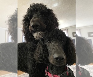 Poodle (Standard) Puppy for sale in SPINDALE, NC, USA