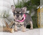 Small #2 French Bulldog