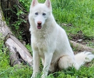 Father of the Siberian Husky puppies born on 04/07/2023