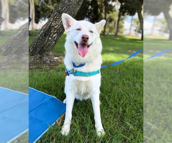 Medium Photo #2 German Shepherd Dog-Siberian Husky Mix Puppy For Sale in Chula Vista, CA, USA
