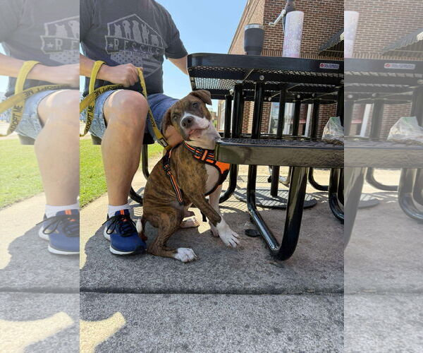 Medium Photo #20 Retriever -Unknown Mix Puppy For Sale in Holly Springs, NC, USA