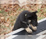 Small Photo #22 German Shepherd Dog Puppy For Sale in NOBLE, OK, USA