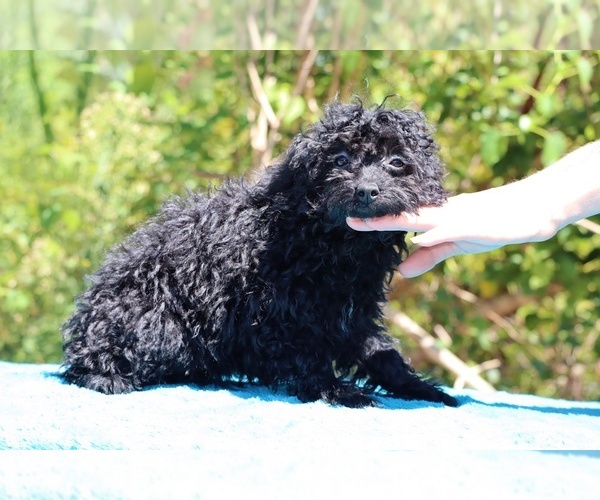 Medium Photo #38 Poodle (Toy) Puppy For Sale in DYERSBURG, TN, USA