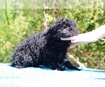 Small #37 Poodle (Toy)
