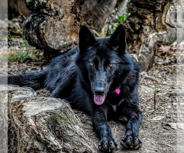 Medium Photo #1 Wolf Hybrid Puppy For Sale in FORT PAYNE, AL, USA