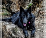 Small Photo #1 Wolf Hybrid Puppy For Sale in FORT PAYNE, AL, USA
