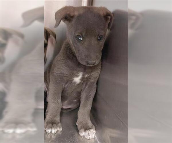 Medium Photo #1 Shepradors Puppy For Sale in Houston, TX, USA