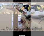 Small Photo #3 American Bulldog Puppy For Sale in Miami, FL, USA