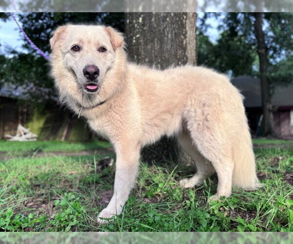 Medium Photo #3 Great Pyrenees Puppy For Sale in Spring, TX, USA