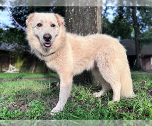 Mandeline - Female Great Pyrenees Dog for Adoption - Photo #3