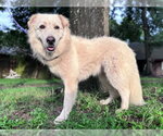 Small Photo #3 Great Pyrenees Puppy For Sale in Spring, TX, USA