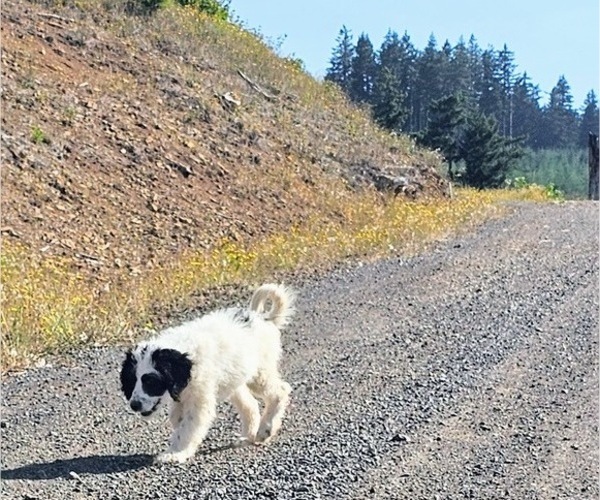 Medium Photo #2 Saint Berdoodle Puppy For Sale in BRUSH PRAIRIE, WA, USA