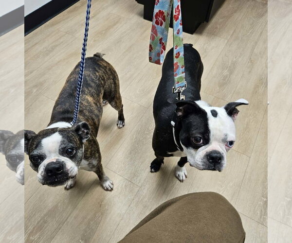 Medium Photo #2 Boston Terrier-Unknown Mix Puppy For Sale in Morganville, NJ, USA