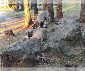 Anatolian Shepherd Puppy for sale in ELK FALLS, KS, USA