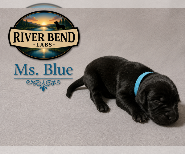 Medium Photo #1 Labrador Retriever Puppy For Sale in WHITNEY, TX, USA