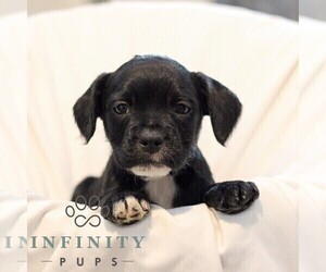 Medium French Bulldog-Goldendoodle Mix