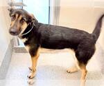 Small #1 German Shepherd Dog