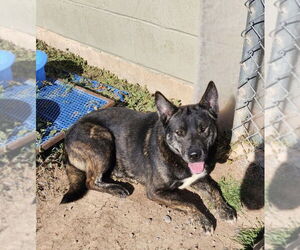 Mutt Dogs for adoption in Amarillo, TX, USA