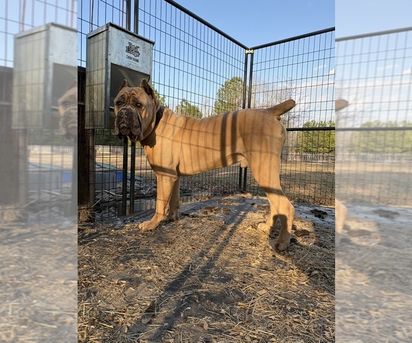 Medium Photo #1 Cane Corso Puppy For Sale in WARREN, MI, USA
