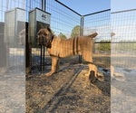 Small Photo #1 Cane Corso Puppy For Sale in WARREN, MI, USA