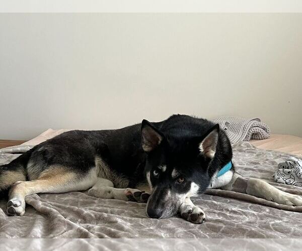 Medium Photo #20 Siberian Husky-Unknown Mix Puppy For Sale in Elmsford, NY, USA