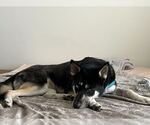 Small #19 Siberian Husky Mix