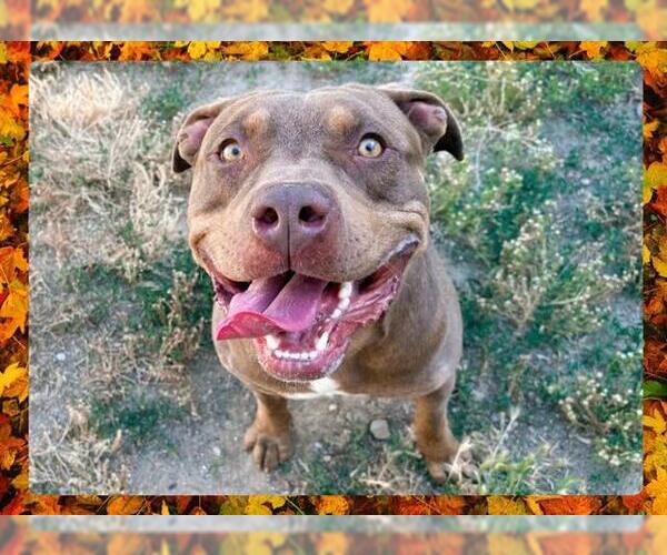Medium Photo #4 American Pit Bull Terrier Puppy For Sale in Ojai, CA, USA