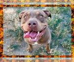 Small #3 American Pit Bull Terrier