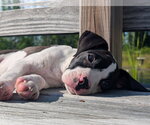 Small #1 Bulldog-Labrador Retriever Mix