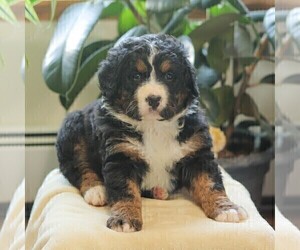 Bernedoodle Puppy for sale in NEW ENTERPRISE, PA, USA