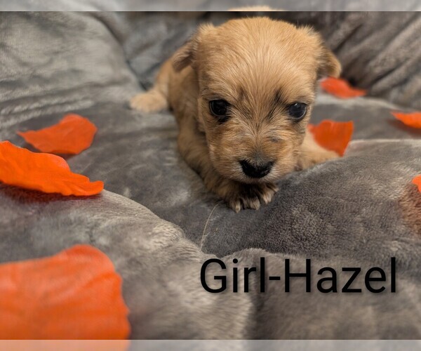Medium Photo #2 Morkie Puppy For Sale in VIRGINIA BEACH, VA, USA
