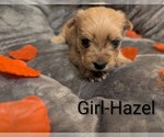 Small #1 Morkie