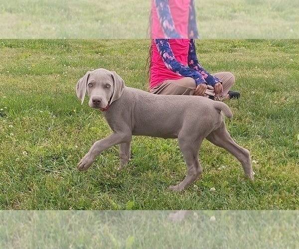 Medium Photo #5 Weimaraner Puppy For Sale in LEWISBURG, KY, USA