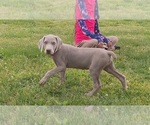 Small #4 Weimaraner