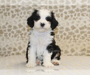 Shih Tzu Puppy for sale in DENVER, PA, USA