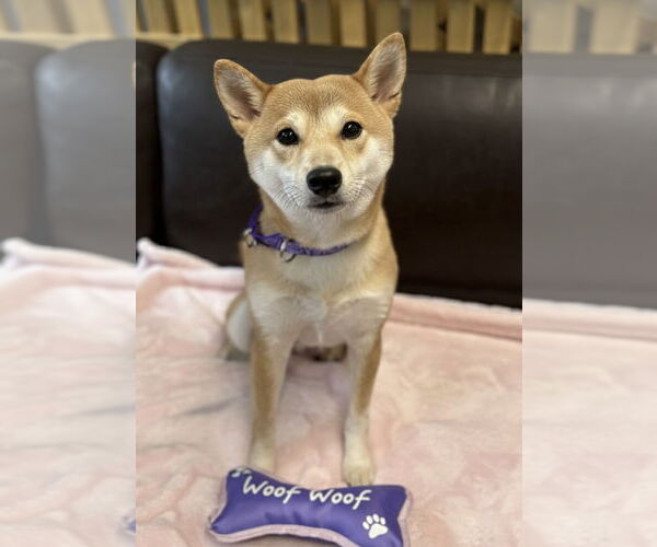 Medium Photo #1 Shiba Inu Puppy For Sale in Spring Lake, NJ, USA
