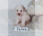 Small #3 Bichpoo