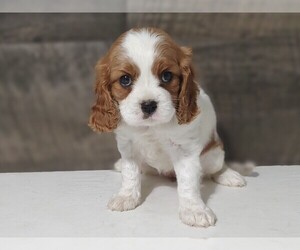 Cavalier King Charles Spaniel Puppy for sale in CLARK, MO, USA