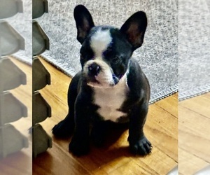 French Bulldog Puppy for sale in ELSMERE, KY, USA