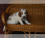 Small Photo #4 Miniature Bernedoodle Puppy For Sale in URBANA, IL, USA
