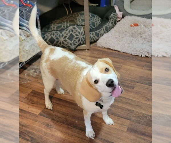Medium Photo #6 Beagle Puppy For Sale in Las Vegas, NV, USA