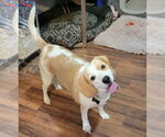 Small #5 Beagle