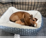 Small #16 Redbone Coonhound