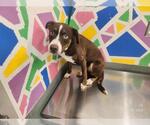 Small American Pit Bull Terrier-Siberian Husky Mix