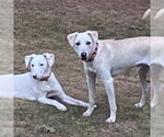 Small #1 Labrador Retriever Mix