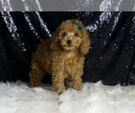 Small #2 Poodle (Toy)